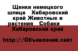 Щенки немецкого шпица - Хабаровский край Животные и растения » Собаки   . Хабаровский край